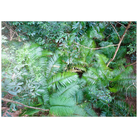 Darstellung des Puzzle Motivs Jungle - Puzzleteile: 1000