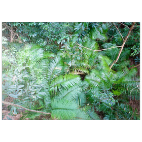 Darstellung des Puzzle Motivs Jungle - Puzzleteile: 200