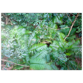 Darstellung des Puzzle Motivs Jungle - Puzzleteile: 500