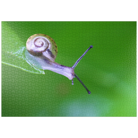 Darstellung des Puzzle-Motivs Mikro-Schnecke – Puzzleteile: 1000