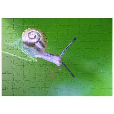 puzzleplate Micro snail 100 Puzzle