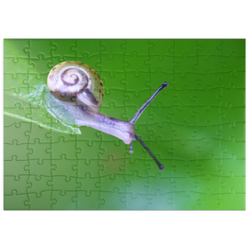 Darstellung des Puzzle Motivs Mikro-Schnecke - Puzzleteile: 100