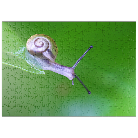 puzzleplate Micro snail 200 Puzzle