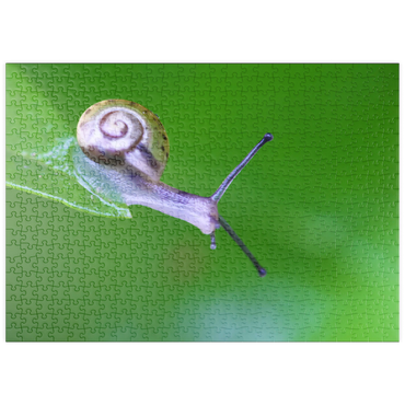 puzzleplate Micro snail 500 Puzzle