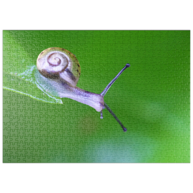 Darstellung des Puzzle Motivs Mikro-Schnecke - Puzzleteile: 500