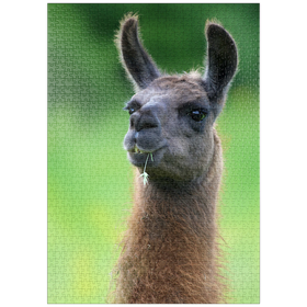 Darstellung des Puzzle-Motivs Serge (Lama) – Puzzleteile: 1000