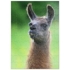 Darstellung des Puzzle Motivs Serge (Lama) - Puzzleteile: 100