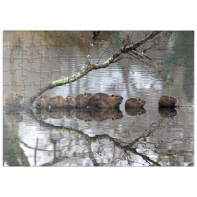 Darstellung des Puzzle Motivs Coypu Familie - Puzzleteile: 100