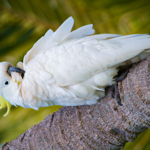 Sulphur-crested Cockatoo 1000 Puzzle 3D Modell