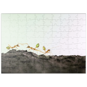 Darstellung des Puzzle Motivs Grüne Baumameise - Puzzleteile: 100
