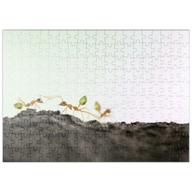 Darstellung des Puzzle Motivs Grüne Baumameise - Puzzleteile: 200