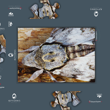 Privet Hawk Moth 1000 Puzzle Schachtel 3D Modell