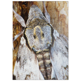 Darstellung des Puzzle Motivs Ligusterschwärmer - Puzzleteile: 100