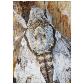 Darstellung des Puzzle Motivs Ligusterschwärmer - Puzzleteile: 200