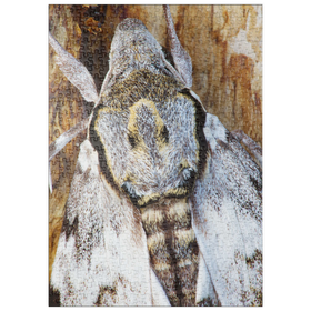 Darstellung des Puzzle Motivs Ligusterschwärmer - Puzzleteile: 500