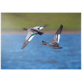 Darstellung des Puzzle Motivs Australische Moorente - Puzzleteile: 1000