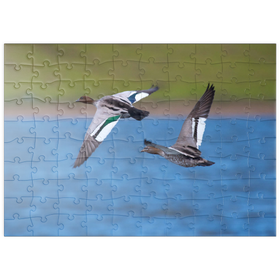 Darstellung des Puzzle Motivs Australische Moorente - Puzzleteile: 100