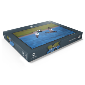 Alternative Darstellung des Puzzle-Motivs Australische Moorente – Puzzleteile: 200
