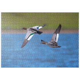 Darstellung des Puzzle Motivs Australische Moorente - Puzzleteile: 500