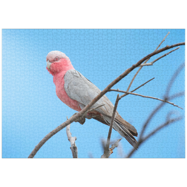 puzzleplate Galah 1000 Puzzle