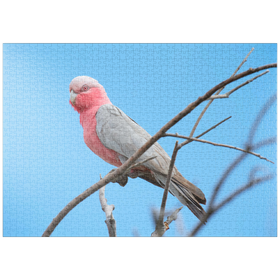 Darstellung des Puzzle Motivs Rosakakadu - Puzzleteile: 1000