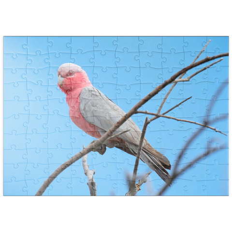 puzzleplate Galah 100 Puzzle