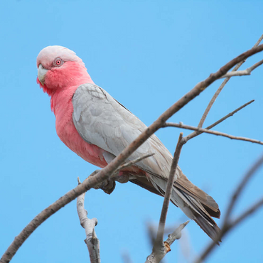 Galah 100 Puzzle 3D Modell