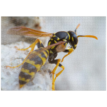 puzzleplate European paper wasp 1000 Puzzle