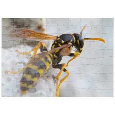 puzzleplate European paper wasp 100 Puzzle