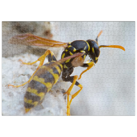 puzzleplate European paper wasp 500 Puzzle