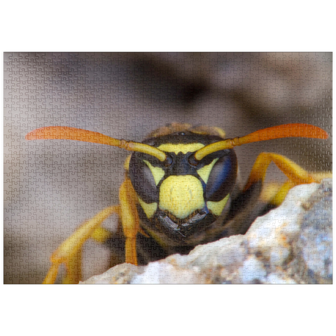 puzzleplate European paper wasp 1000 Puzzle