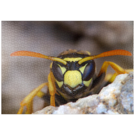 Darstellung des Puzzle Motivs Europäische Papierwespe - Puzzleteile: 1000