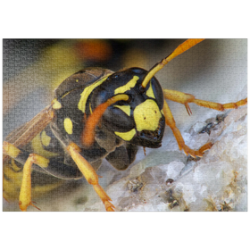 Darstellung des Puzzle Motivs Europäische Papierwespe - Puzzleteile: 1000