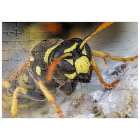 puzzleplate European paper wasp 100 Puzzle