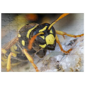 Darstellung des Puzzle Motivs Europäische Papierwespe - Puzzleteile: 100