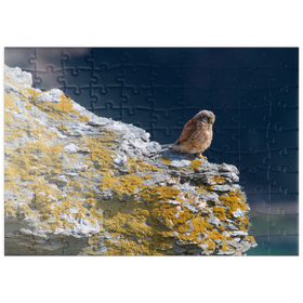 Darstellung des Puzzle Motivs Turmfalke - Puzzleteile: 100