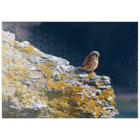Darstellung des Puzzle-Motivs Turmfalke – Puzzleteile: 200