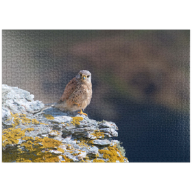 Darstellung des Puzzle Motivs Turmfalke - Puzzleteile: 1000