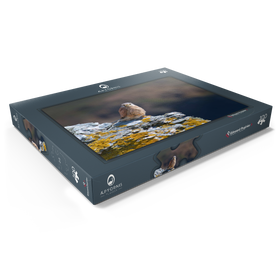 Darstellung des Puzzle Motivs Turmfalke - Puzzleteile: 100