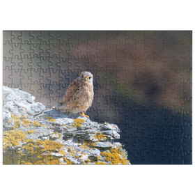 Darstellung des Puzzle-Motivs Turmfalke – Puzzleteile: 200