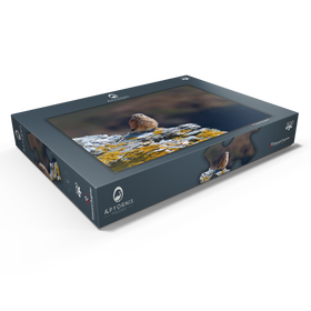 Darstellung des Puzzle Motivs Turmfalke - Puzzleteile: 500