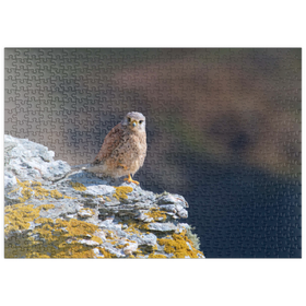 Darstellung des Puzzle Motivs Turmfalke - Puzzleteile: 500