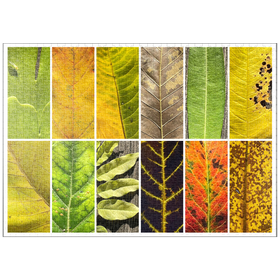 Darstellung des Puzzle-Motivs Herbst Blätter – Puzzleteile: 1000