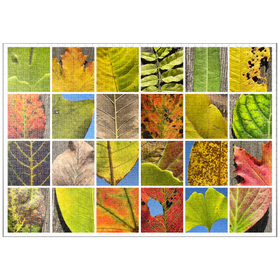 Darstellung des Puzzle-Motivs Autumn Leaves 2 – Puzzleteile: 1000
