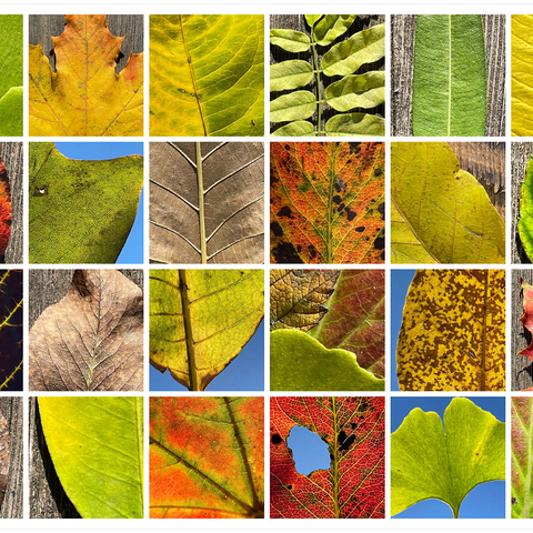 Autumn Leaves 2 1000 Puzzle 3D Modell