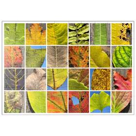 Darstellung des Puzzle Motivs Autumn Leaves 2 - Puzzleteile: 100
