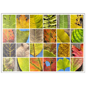 Darstellung des Puzzle-Motivs Autumn Leaves 2 – Puzzleteile: 200