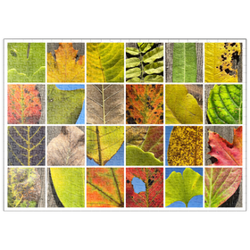 Darstellung des Puzzle-Motivs Autumn Leaves 2 – Puzzleteile: 500
