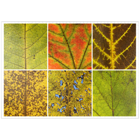 Darstellung des Puzzle-Motivs Autumn Leaves 3 – Puzzleteile: 1000