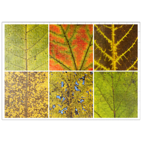 Darstellung des Puzzle-Motivs Autumn Leaves 3 – Puzzleteile: 200
